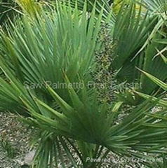 Saw Palmetto Extract