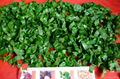 IQF/Frozen  spinach cuts/pieces 1