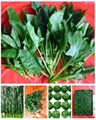 IQF/Frozen  spinach cuts/pieces 2