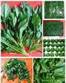 IQF/Frozen  spinach cuts/pieces 3