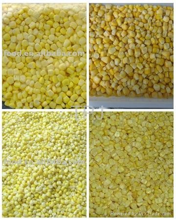 IQF/Frozen sweet corn kernels 2