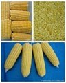 IQF/Frozen sweet corn kernels 3