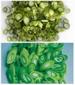 IQF/Frozen scallion/spring onion pieces 2