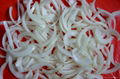  10 mm IQF/Frozen onion strips/ticks 2