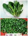 IQF/Frozen  spinach cuts/pieces 4