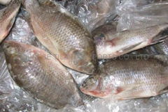 Tilapia WR