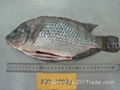 Tilapia Gutted & Scaled 4