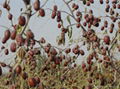 Chinese dates(Hui-jujube） 1