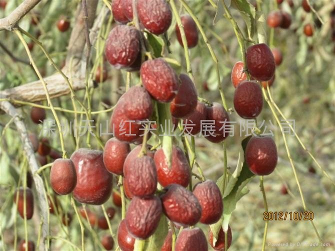 新疆红枣（灰枣） 5