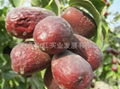 Chinese dates（Jun-jujube） 1