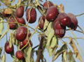 Chinese dates（Jun-jujube） 2