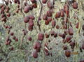 Chinese dates（Jun-jujube） 3