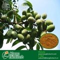 40% Oleuropein Olive Leaf Extract 1