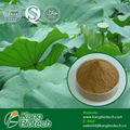 Lotus Leaf Extract Nuciferine 2% HPLC