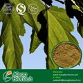 1% Mulberry leaf extract