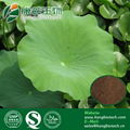 2% Lotus leaf extract nuciferine UV