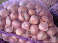 fresh onion 3