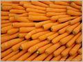 fresh carrot