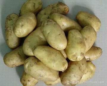 fresh potato 3