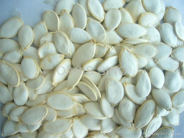 pumpkin seed 3