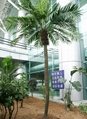 2014 professional artificial date palm tree for decoration 2