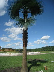 HOT artificial palm tree with wholesales price for decoration