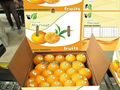 Egyptiam Fresh Navel Orange 1