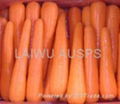 fresh carrot