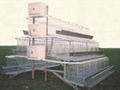 Automatic A Frame Layer Battery Cage