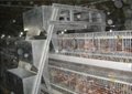      Automatic A Frame Layer Battery Cage 2