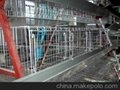      Automatic A Frame Layer Battery Cage 3