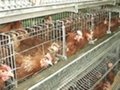      Automatic A Frame Layer Battery Cage 4