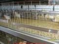 Pullets Rearing Cage