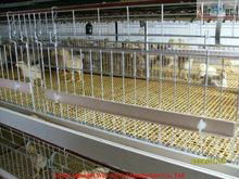 Pullets Rearing Cage