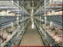 Pullets Rearing Cage 3