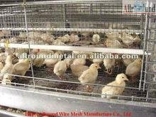 Pullets Rearing Cage 4