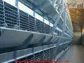 Hot sale layer pullet cage for chicken farm  1