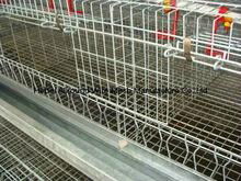 Hot sale layer pullet cage for chicken farm  2