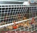 Hot sale layer pullet cage for chicken farm  3