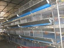 With Nipplet Drinking System and Plastic Pad Pullets Rearing Cage 4