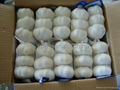 Carton packed Fresh  garlic 1