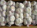 1KG Chinese Garlic for sell 1