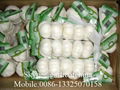 5.0cm Pure White garlic