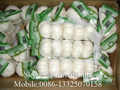 5.0cm Pure White garlic