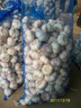 10kg/bag White garlic 1