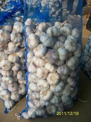 10kg/bag White garlic