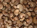Raw Cashew Nuts In Shell 1