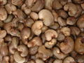 Raw Cashew Nuts In Shell