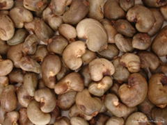 Raw Cashew Nuts In Shell