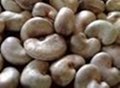 Raw Cashew Nuts In Shell 2